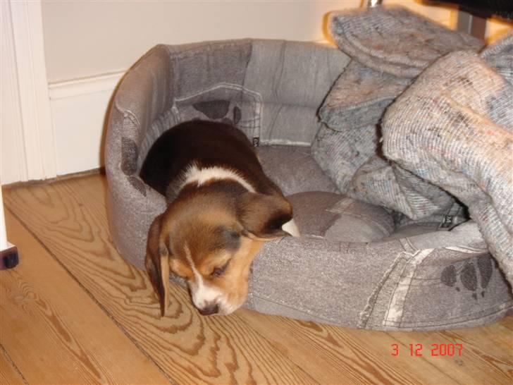 Beagle Bubbles (Død 19/12 - 07) - ...Snork... billede 6