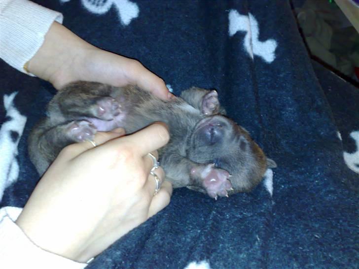 Blanding af racer Dolce - Her er lille Dolce, han er kun 13 dage gammel her. LILLE BAMSE billede 1