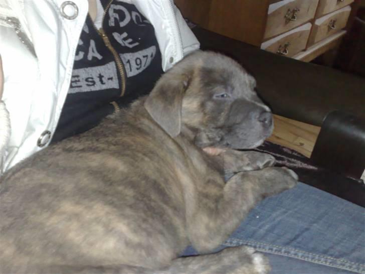 Blanding af racer Dolce - Her er den lille bamse igen, 7½ uge gammel billede 2