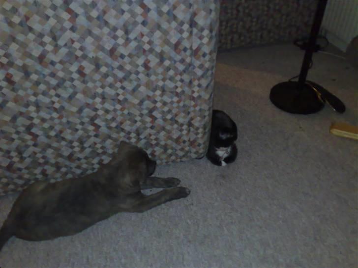 Blanding af racer Dolce - Her ligger han så og studere vores 14 uger gamle kat. billede 3