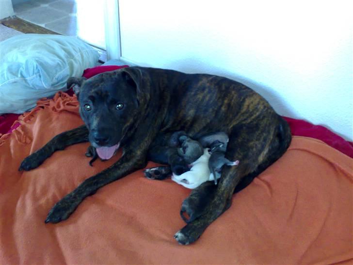 Blanding af racer Dolce - Her er Dolce´s mor, som er fuldt beskæftiget, kan man se. Der er 10 hvalpe der. Moren er osse vores. billede 4