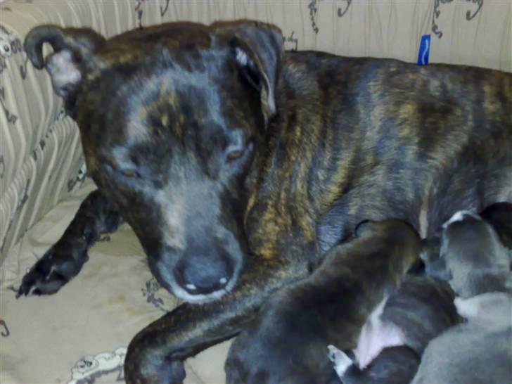 Blanding af racer Dolce - Her er hun så igen den skønne mor. ;) billede 5