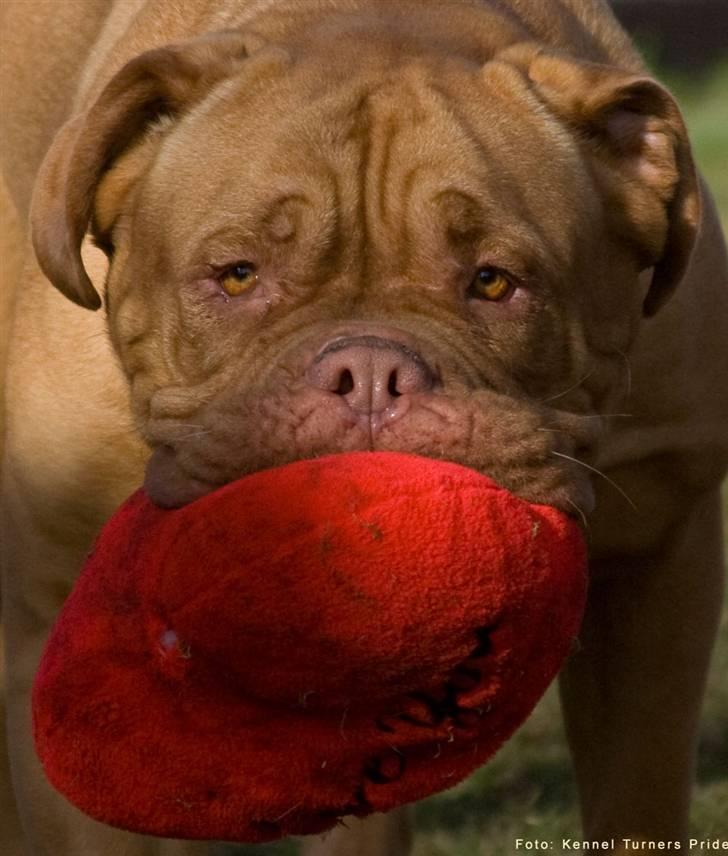 Dogue de bordeaux Cleo 2005-2011 RIP billede 11
