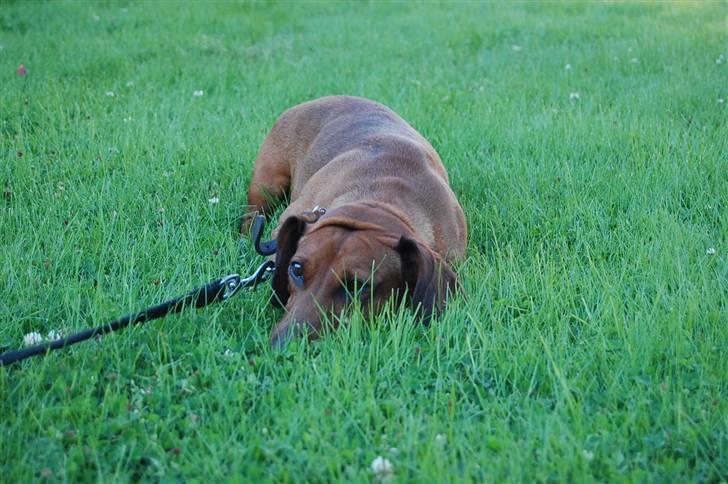 Gravhund ami - neej.. gider ikke at gå mere.. billede 19