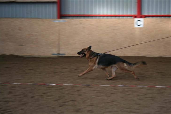 Schæferhund  AVKLgrænsens vupti - Amigo 1 år til ring træning billede 6