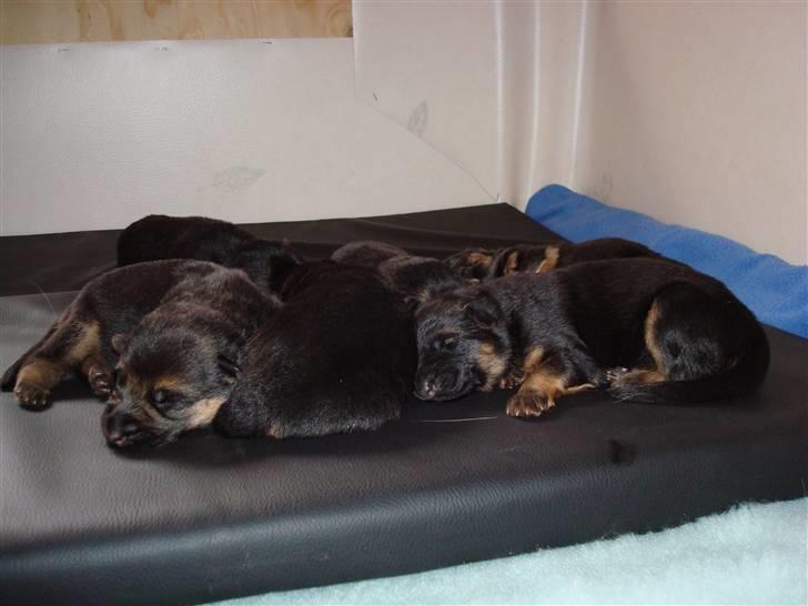 Schæferhund  AVKLgrænsens vupti - magic hvalpe  4 tæver og 2 hanner 1 uge gammel..... billede 7