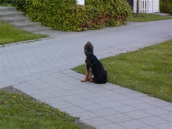Schæferhund  AVKLgrænsens vupti - 16 uger.....kommer de snart  billede 8