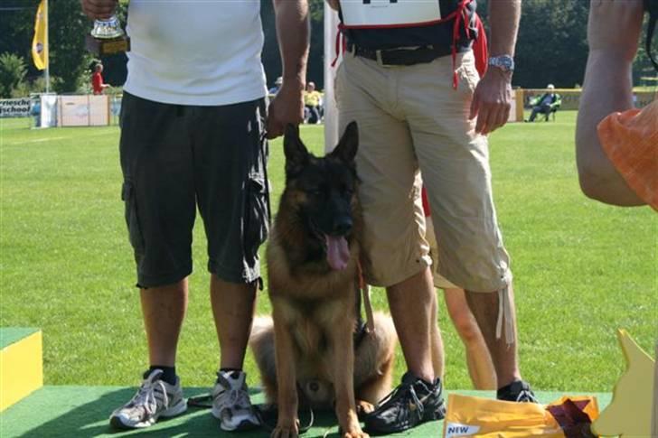 Schæferhund  AVKLgrænsens vupti - Nr 3 på det hollanske hoved avls skue 2007 billede 9