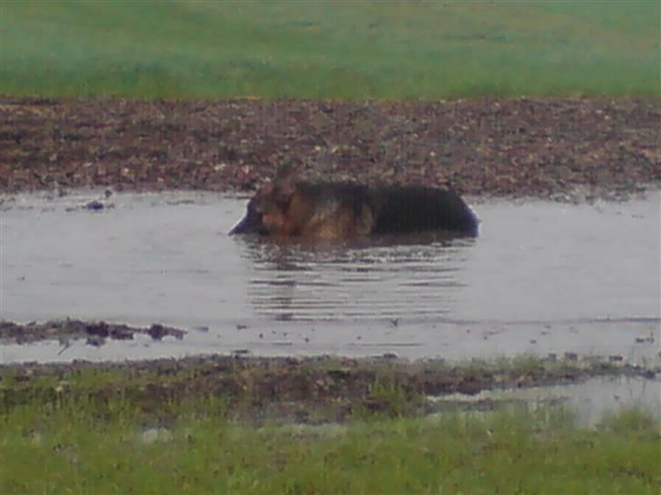 Schæferhund  AVKLgrænsens vupti - vupti..her var sørme dybt...og dejligt billede 10
