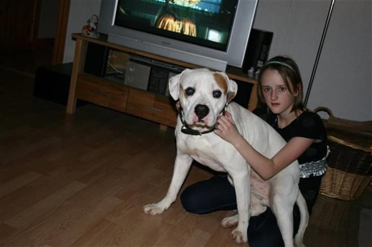 Amerikansk bulldog Diesel aka prutsvin:-P - hun er helt god at sidde på hende Emma :-P billede 8