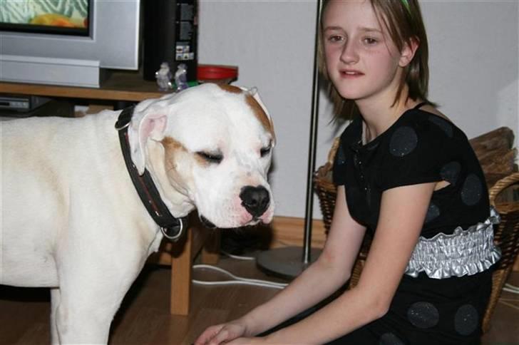 Amerikansk bulldog Diesel aka prutsvin:-P - smil :-) billede 9