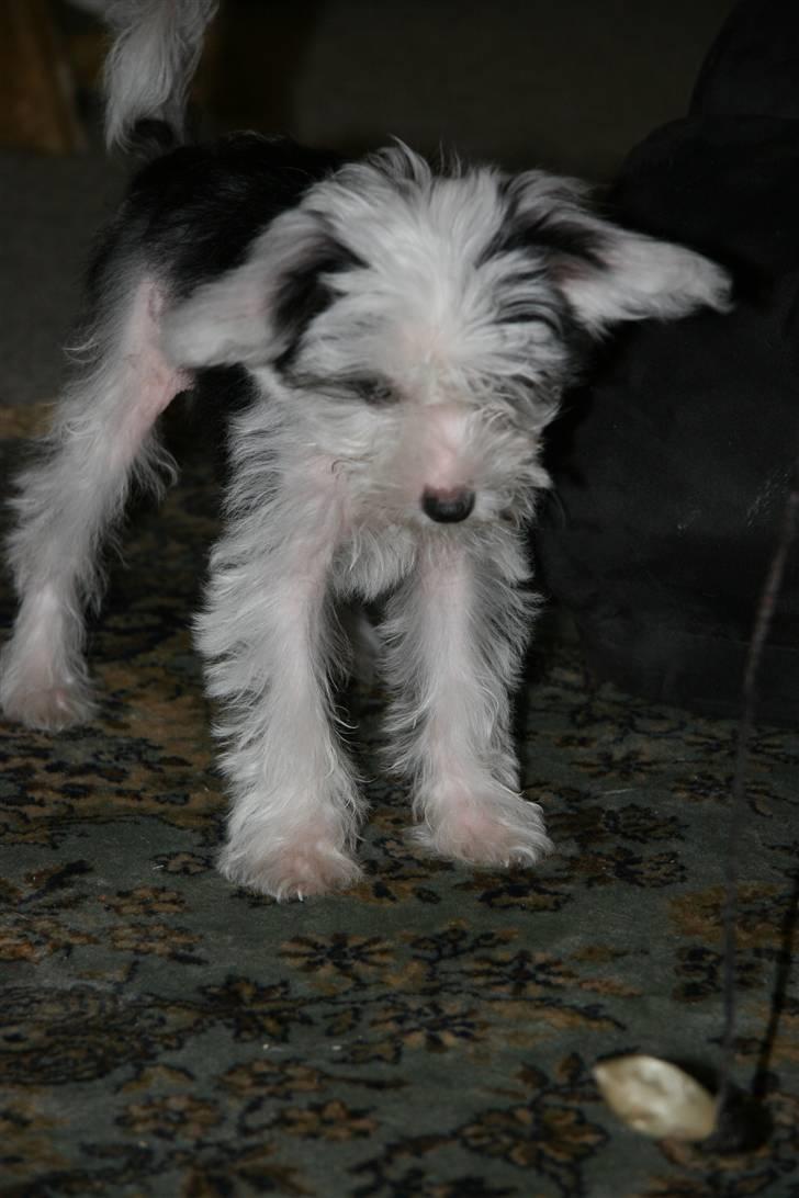 Chinese crested powder puff mini billede 12