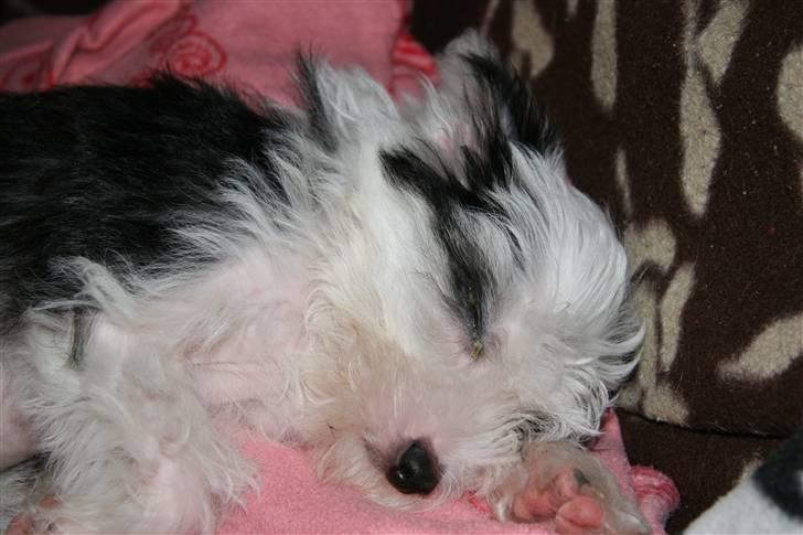 Chinese crested powder puff mini billede 13