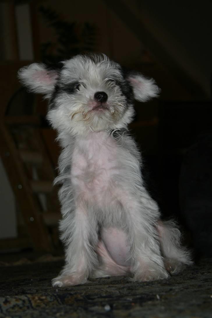 Chinese crested powder puff mini billede 14