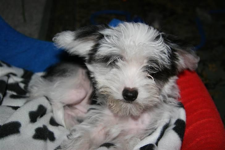 Chinese crested powder puff mini billede 15