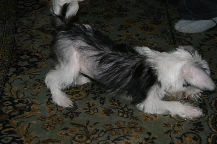 Chinese crested powder puff mini billede 11