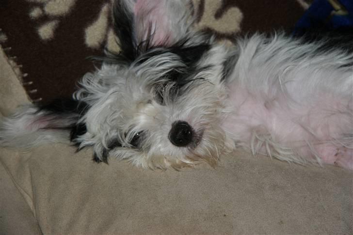 Chinese crested powder puff mini billede 16