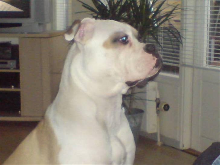 Amerikansk bulldog liva - kigger meget intens på maden, måske kommer den selv........ billede 10