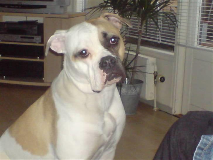 Amerikansk bulldog liva - jeg er lidt ked af det, fordi jeg ikke må få min fars mad..... billede 11