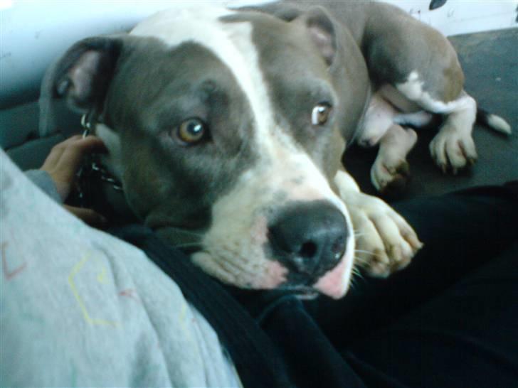 Amerikansk staffordshire terrier cæsar" R.I.P"  - keder mig helt vildt nogen der vil lege billede 13