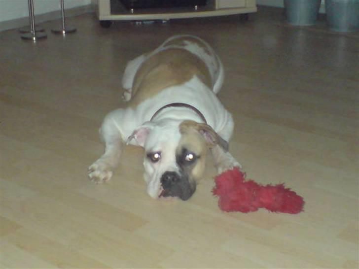 Amerikansk bulldog liva - frøen....... billede 12