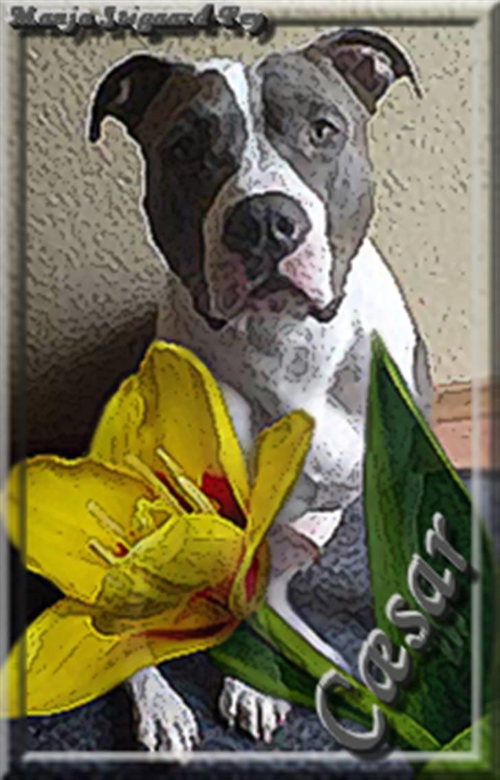 Amerikansk staffordshire terrier cæsar" R.I.P"  billede 14