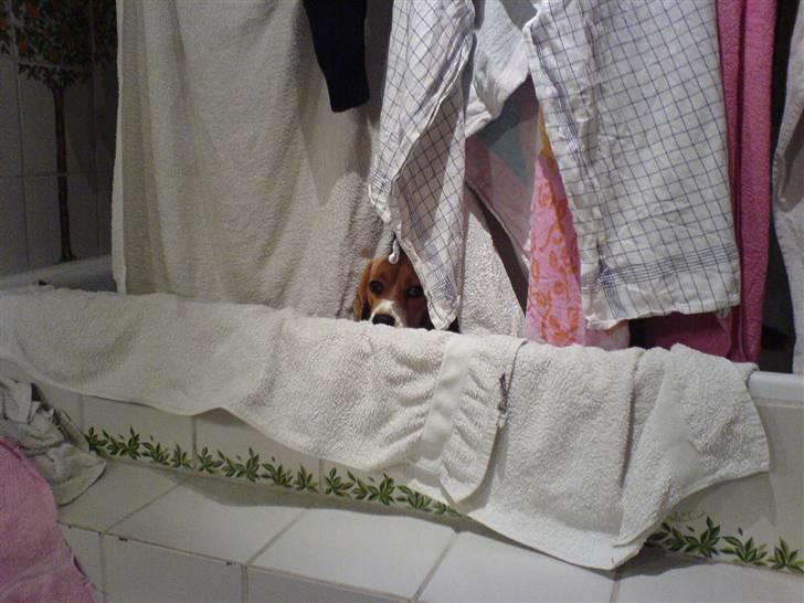 Beagle Bella *RIP <3* - Titte bøøh. Kan i se mig? billede 13