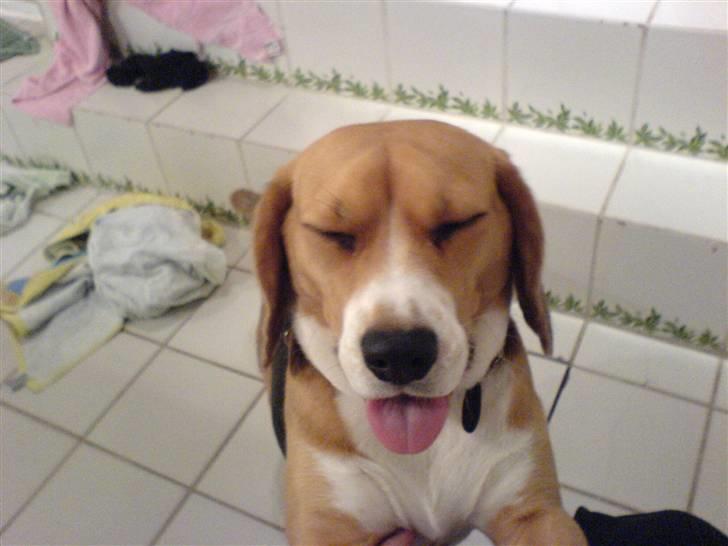 Beagle Bella *RIP <3* - ;b billede 14