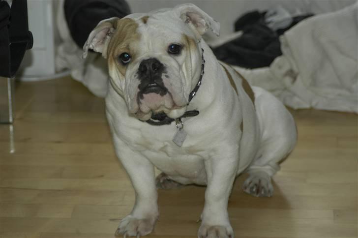 Engelsk bulldog Berta billede 3