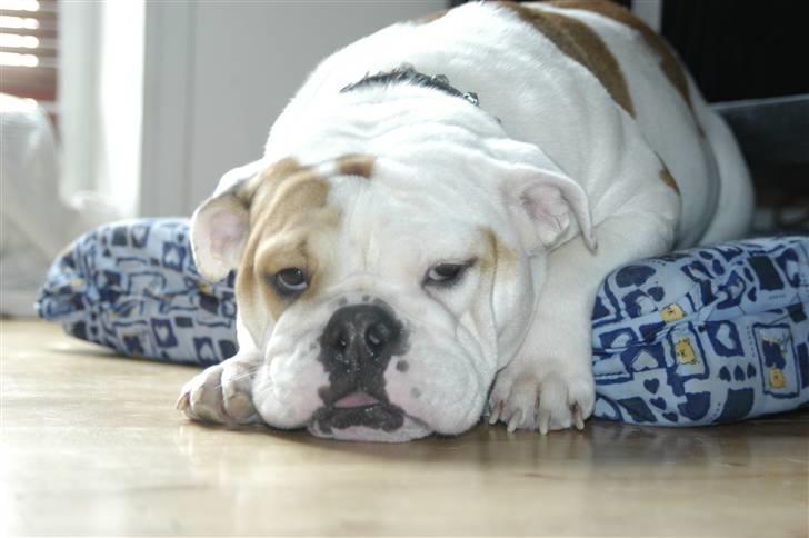 Engelsk bulldog Berta billede 4