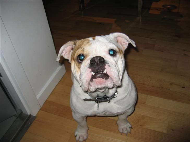 Engelsk bulldog Berta billede 5