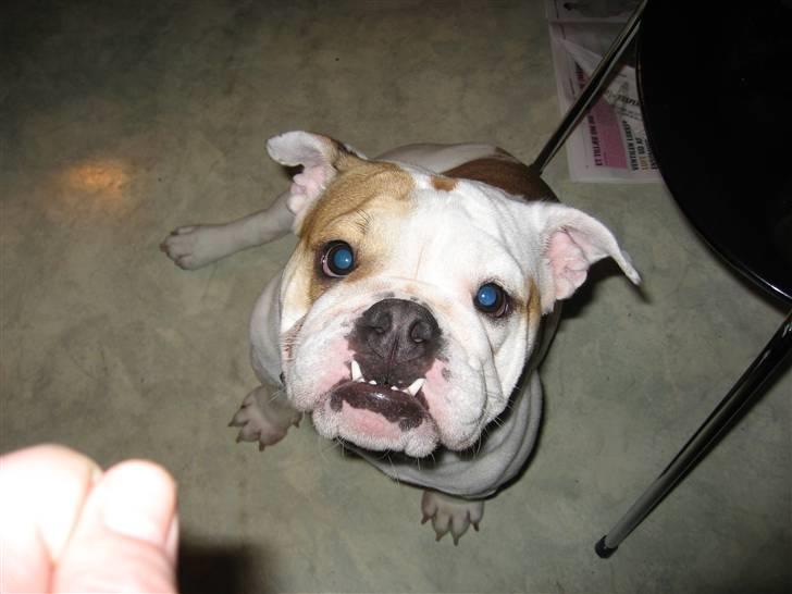 Engelsk bulldog Berta billede 6