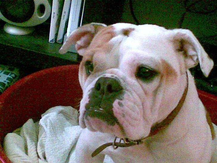 Engelsk bulldog Berta billede 7