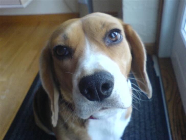 Beagle Bella *RIP <3* - zoom(: billede 15