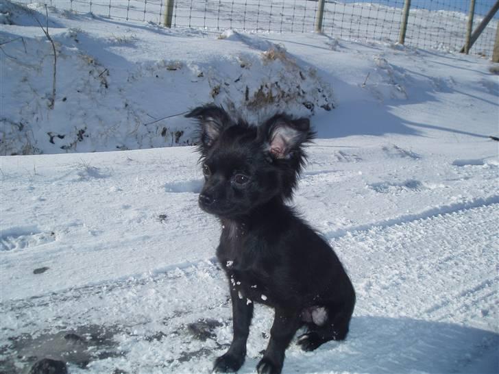 Chihuahua Hektor - Hektor nyder det gode vejr i sneen - 19 uger  gammel billede 1