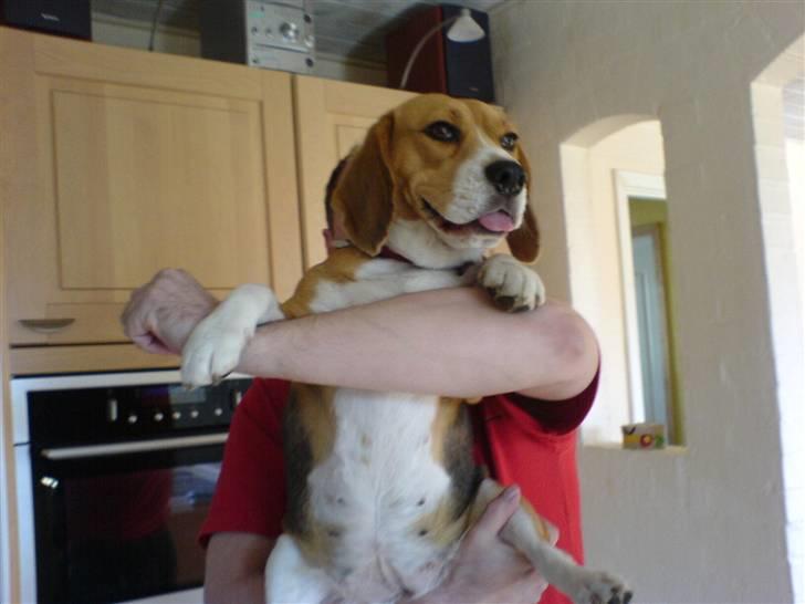 Beagle Bella *RIP <3* - I armene på far, altid hyggeligt(: billede 16
