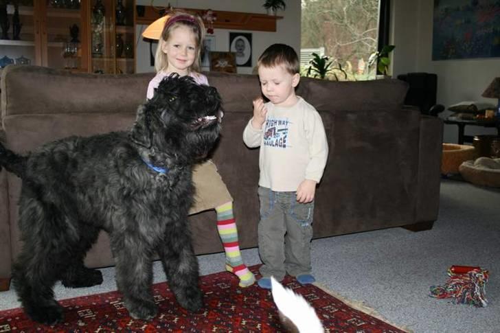 Bouvier des flandres Amadeus billede 1