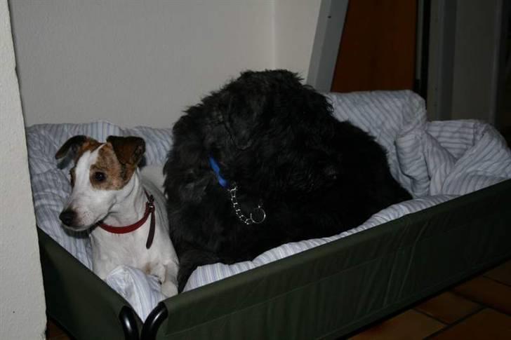 Bouvier des flandres Amadeus billede 2