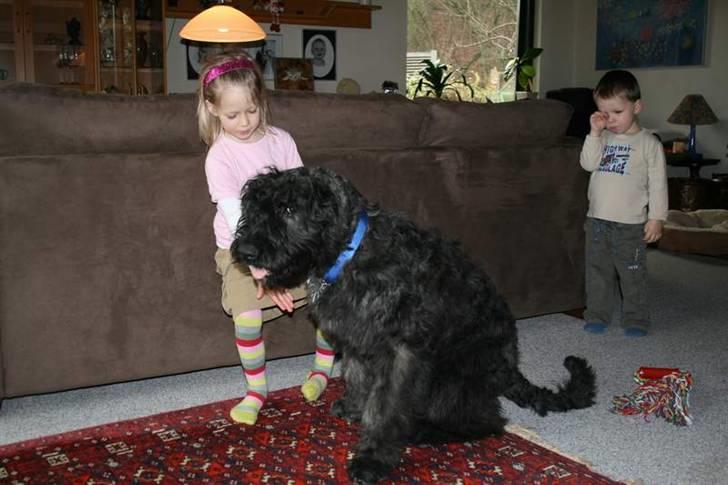 Bouvier des flandres Amadeus billede 3