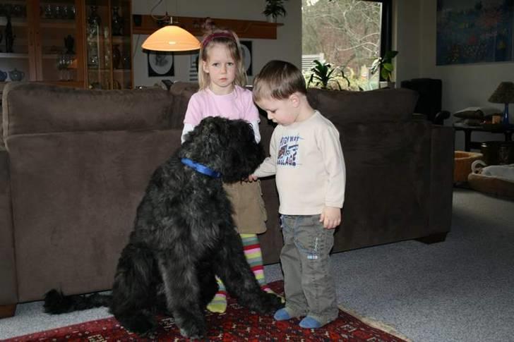 Bouvier des flandres Amadeus billede 4