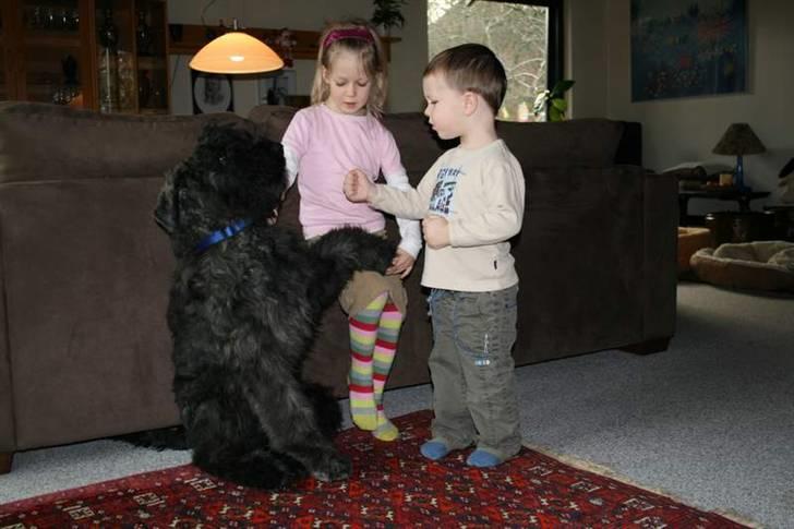 Bouvier des flandres Amadeus billede 5