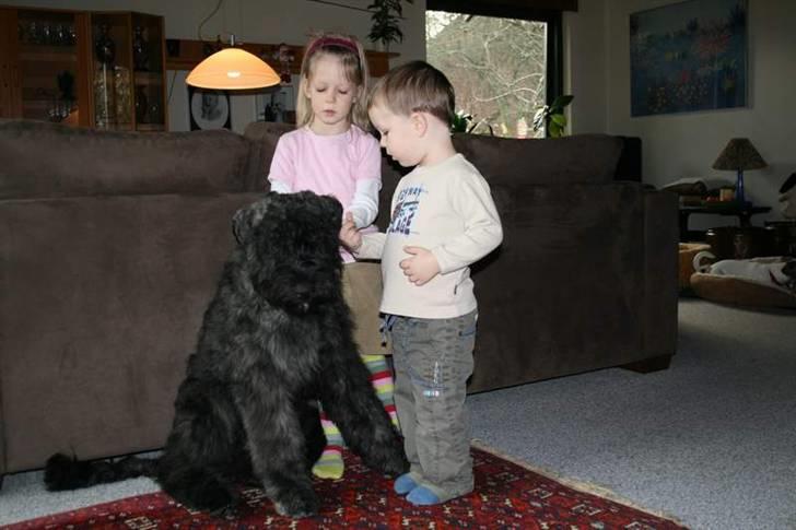 Bouvier des flandres Amadeus billede 6