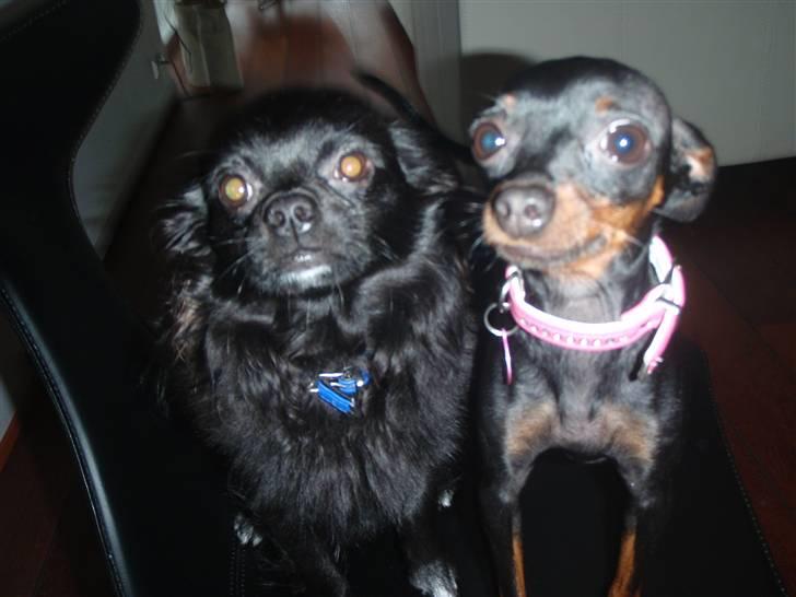 Chihuahua Hektor - Hektor og Gucci charmerer :) billede 4