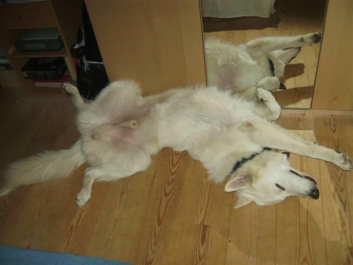 Hvid schæfer Echo Alba - sådan tager en rigtig hvid sig en ordentlig lummer... haha billede 13