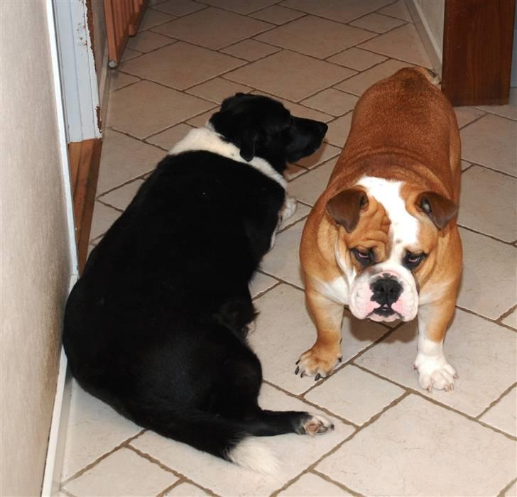 Engelsk bulldog Pedro - min søster Matilde på 9 år skal da med på billederne billede 15