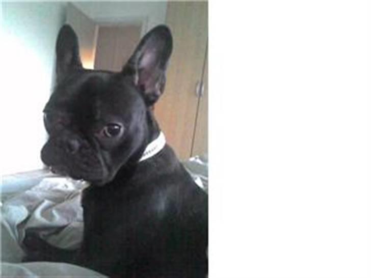 Fransk bulldog Vicky - R.I.P :-( billede 9