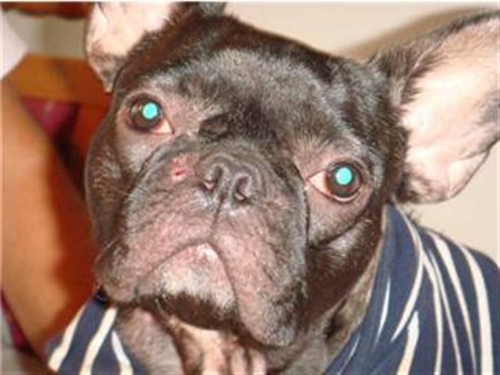 Fransk bulldog Vicky - R.I.P :-( billede 10