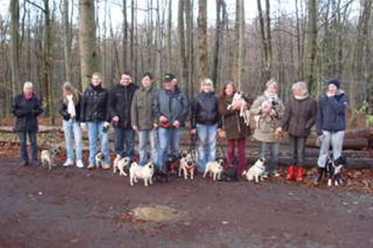 Mops Cosmo - Cosmo til Mopsetræf d. 25./11. med 13 mopser.... billede 14