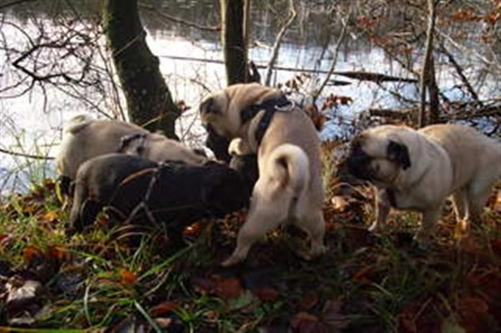 Mops Cosmo - Cosmo er et sted iblandt :O) Det er ham, der står på ryggen af en af de andre.  billede 15