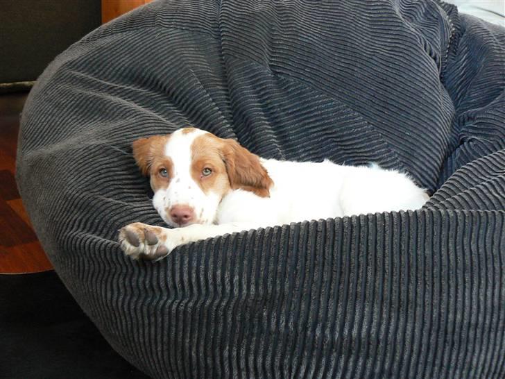 Breton Gaston - En lille hund der elsker en god sækkestol! billede 1